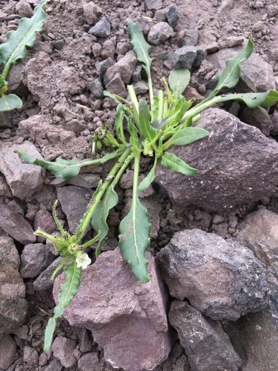 Nicotiana corymbosa, photographed by Matt Berger