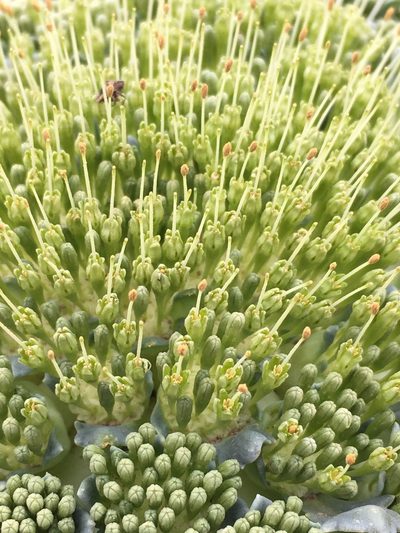 Gamocarpha scapigera, photographed by Matt Berger