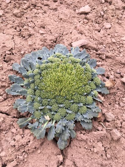 Gamocarpha scapigera, photographed by Matt Berger