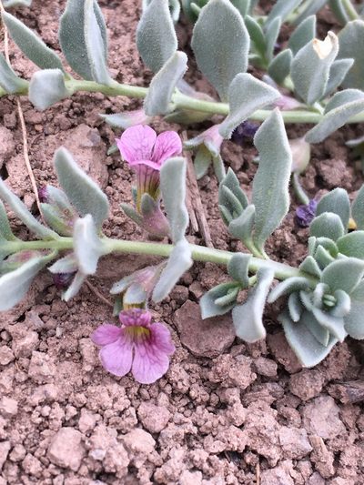 Melosperma andicola, photographed by Matt Berger