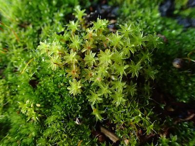Syntrichia virescens, photographed by George Greiff