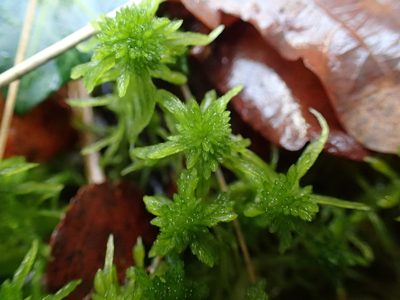 Sphagnum fallax, photographed by George Greiff