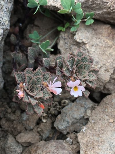 Viola microphylla, photographed by Matt Berger