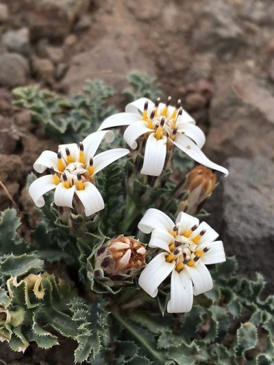 Perezia carthamoides, photographed by Matt Berger