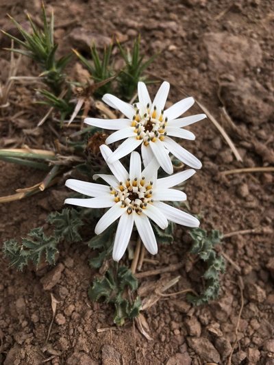 Perezia carthamoides, photographed by Matt Berger