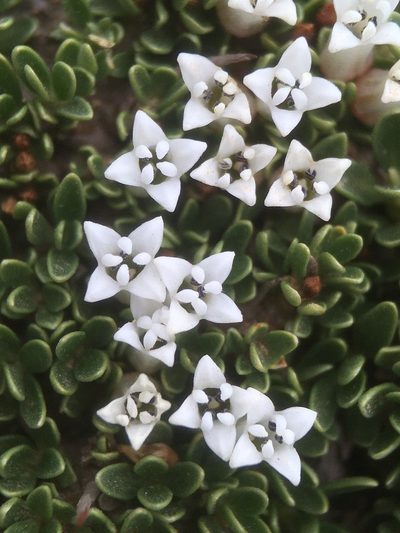 Ochetophila nana, photographed by Matt Berger