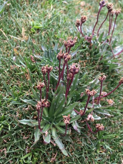 Plantago barbata, photographed by Matt Berger