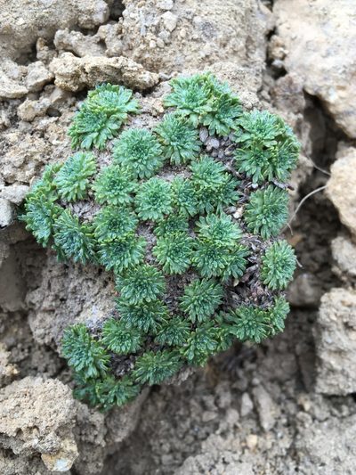 Azorella madreporica, photographed by Matt Berger