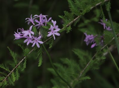 Tulbaghia violacea, photographed by Tony Rebelo