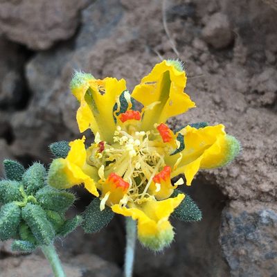 Loasa sigmoidea, photographed by Matt Berger