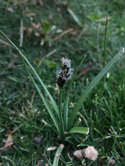 Carex gayana, photographed by Matt Berger