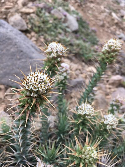 Nassauvia cumingii, photographed by Matt Berger