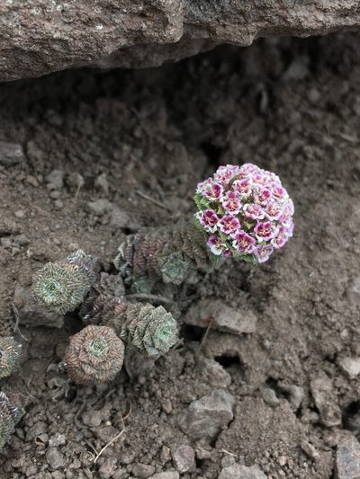 Nassauvia lagascae, photographed by Matt Berger
