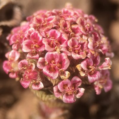Nassauvia lagascae, photographed by Matt Berger