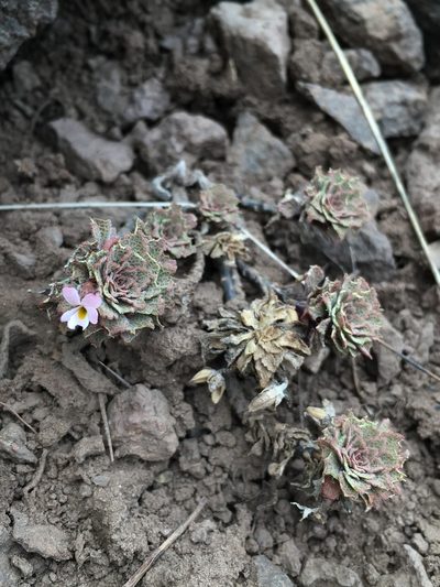 Viola microphylla, photographed by Matt Berger