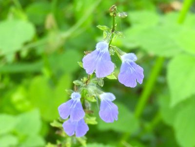 Salvia languidula, photographed by Francisco Farriols Sarabia