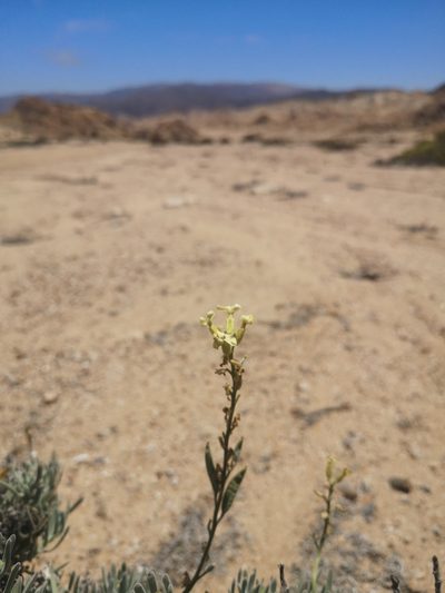 Mathewsia incana, photographed by Aira Francisca Faúndez Fallau