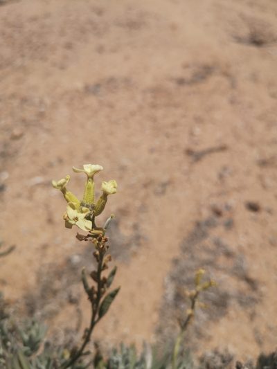 Mathewsia incana, photographed by Aira Francisca Faúndez Fallau