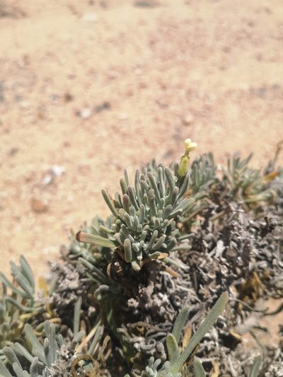 Mathewsia incana, photographed by Aira Francisca Faúndez Fallau