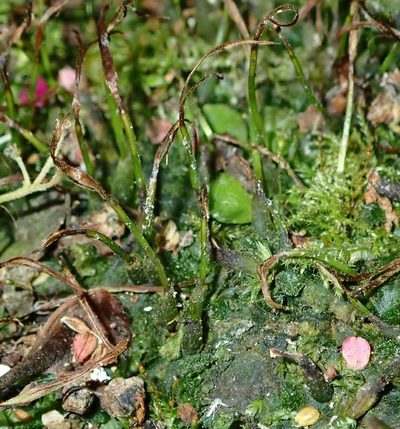 Anthoceros laminifer, photographed by John Steel