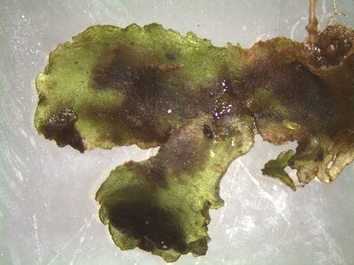 Anthoceros laminifer, photographed by John Steel