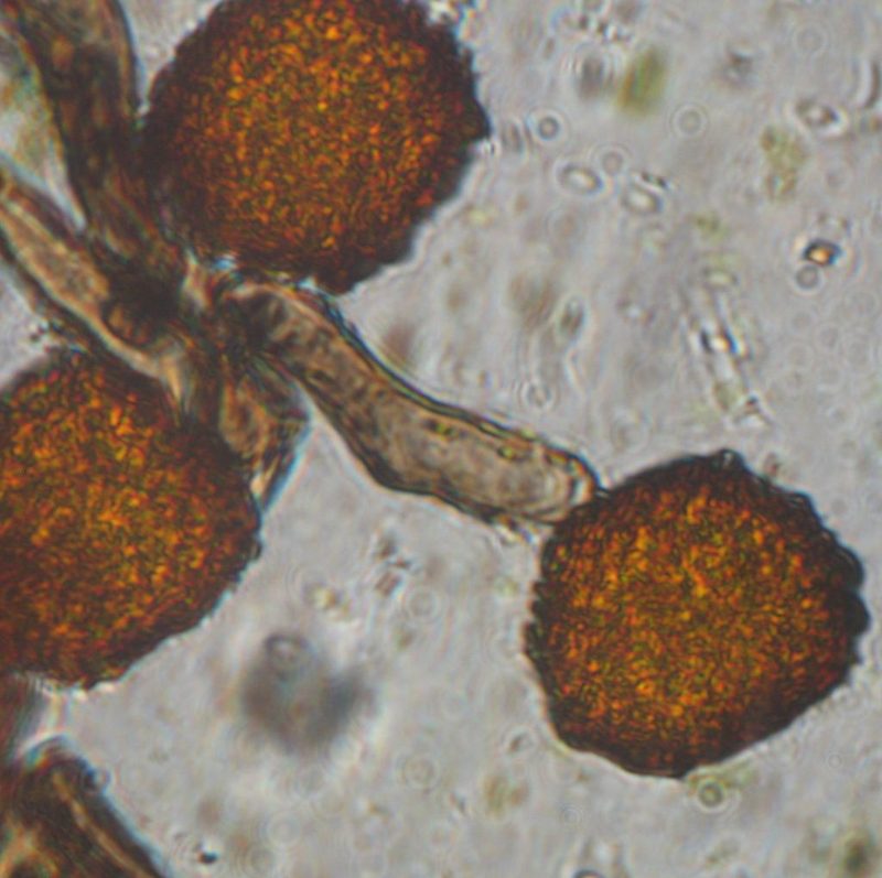 Anthoceros laminifer, photographed by John Steel