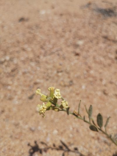 Mathewsia incana, photographed by Aira Francisca Faúndez Fallau