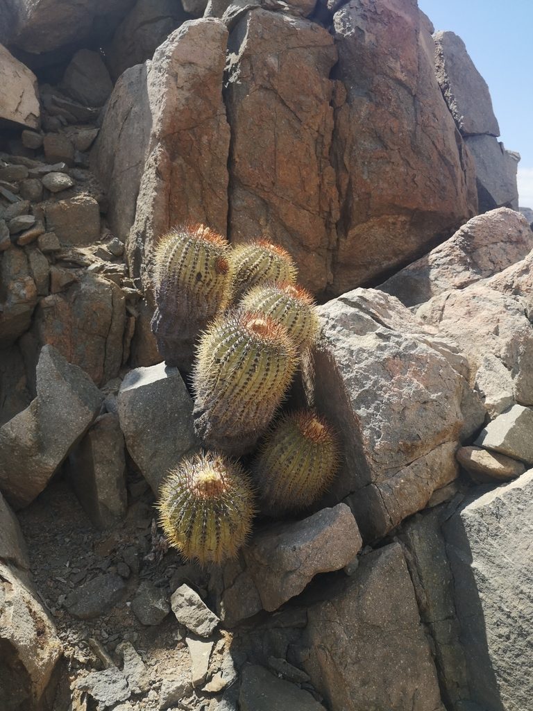 Copiapoa longistaminea, photographed by Aira Francisca Faúndez Fallau