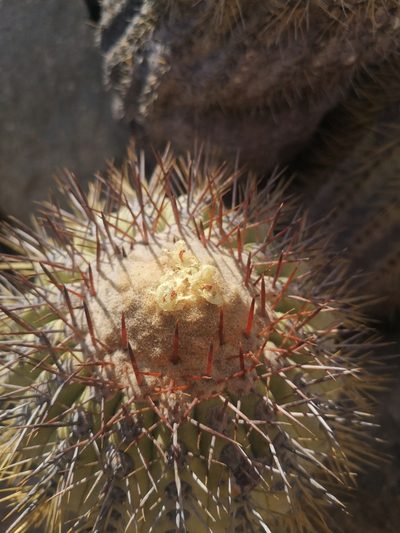 Copiapoa longistaminea, photographed by Aira Francisca Faúndez Fallau