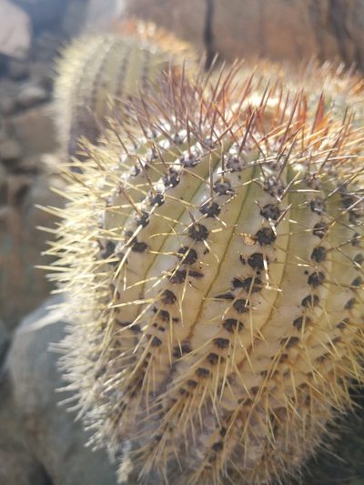 Copiapoa longistaminea, photographed by Aira Francisca Faúndez Fallau