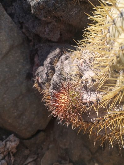 Copiapoa longistaminea, photographed by Aira Francisca Faúndez Fallau
