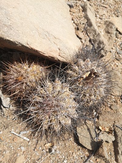 Copiapoa grandiflora, photographed by Aira Francisca Faúndez Fallau
