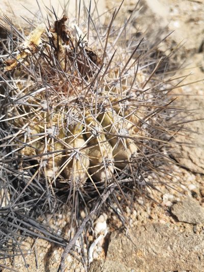 Copiapoa grandiflora, photographed by Aira Francisca Faúndez Fallau