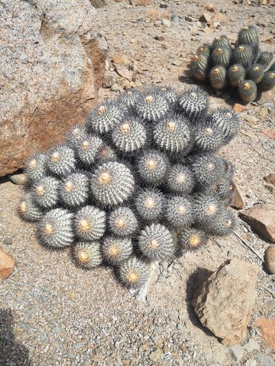 Copiapoa longistaminea, photographed by Aira Francisca Faúndez Fallau