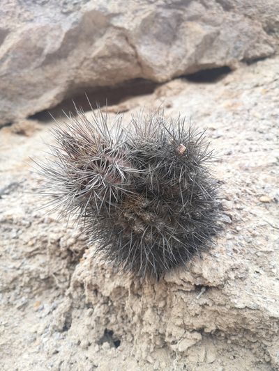 Eriosyce taltalensis, photographed by Aira Francisca Faúndez Fallau