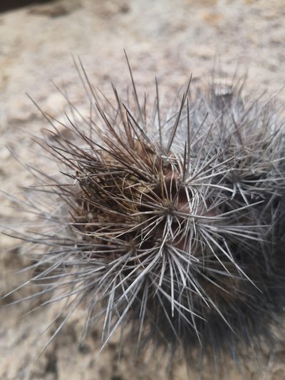 Eriosyce taltalensis, photographed by Aira Francisca Faúndez Fallau