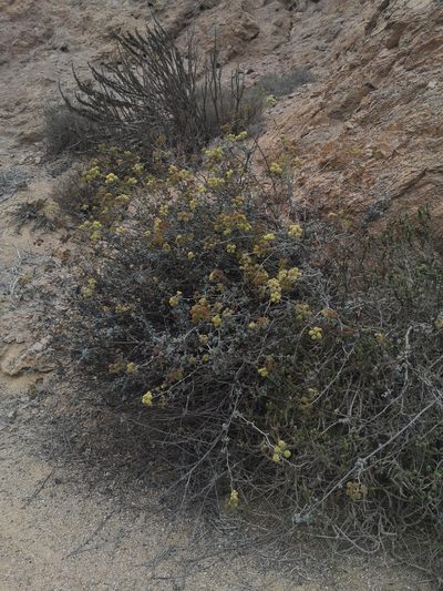 Eremocharis fruticosa, photographed by Aira Francisca Faúndez Fallau
