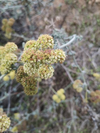 Eremocharis fruticosa, photographed by Aira Francisca Faúndez Fallau