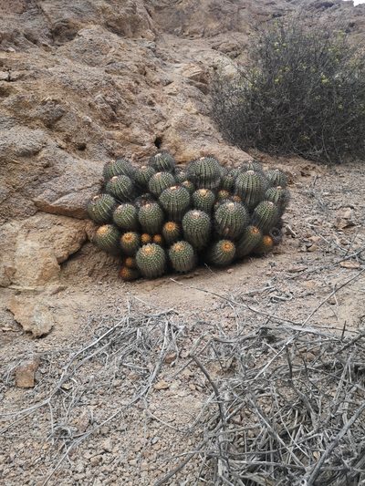 Copiapoa longistaminea, photographed by Aira Francisca Faúndez Fallau
