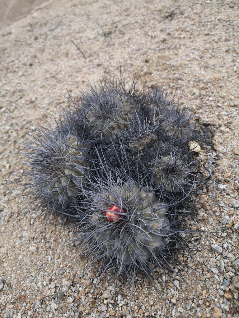 Copiapoa grandiflora, photographed by Aira Francisca Faúndez Fallau