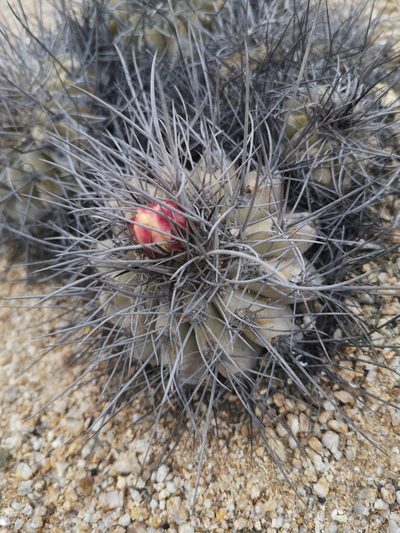 Copiapoa grandiflora, photographed by Aira Francisca Faúndez Fallau
