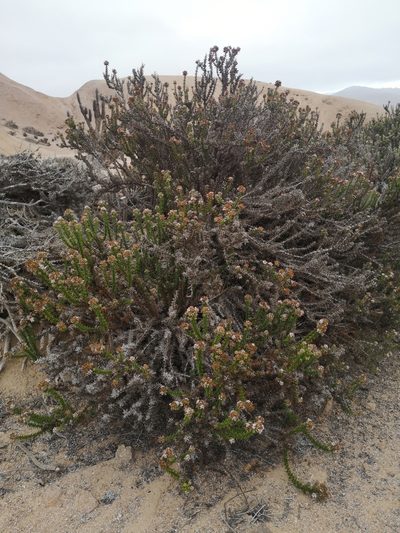 Oxyphyllum ulicinum, photographed by Aira Francisca Faúndez Fallau