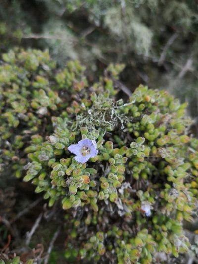Nolana ramosissima, photographed by Aira Francisca Faúndez Fallau