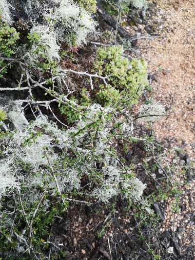 Lycium leiostemum, photographed by Aira Francisca Faúndez Fallau