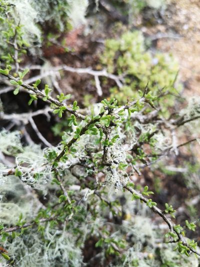 Lycium leiostemum, photographed by Aira Francisca Faúndez Fallau