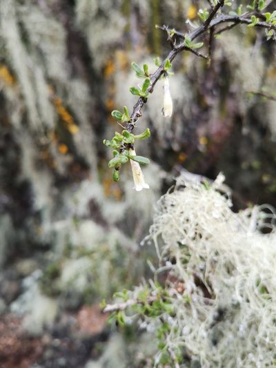 Lycium leiostemum, photographed by Aira Francisca Faúndez Fallau