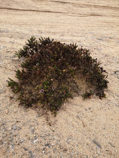Gypothamnium pinifolium, photographed by Aira Francisca Faúndez Fallau