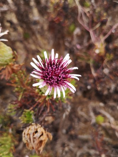 Gypothamnium pinifolium, photographed by Aira Francisca Faúndez Fallau