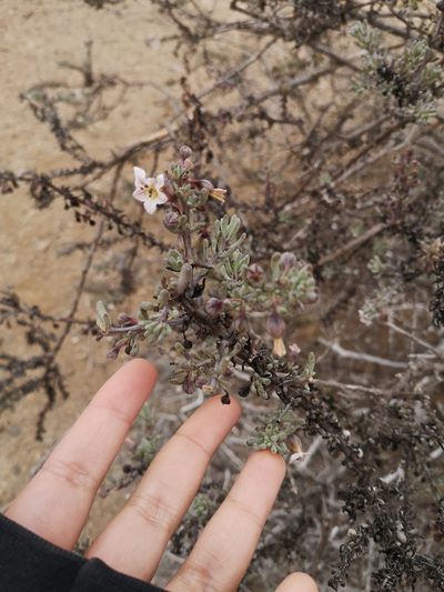 Nolana glauca, photographed by Aira Francisca Faúndez Fallau