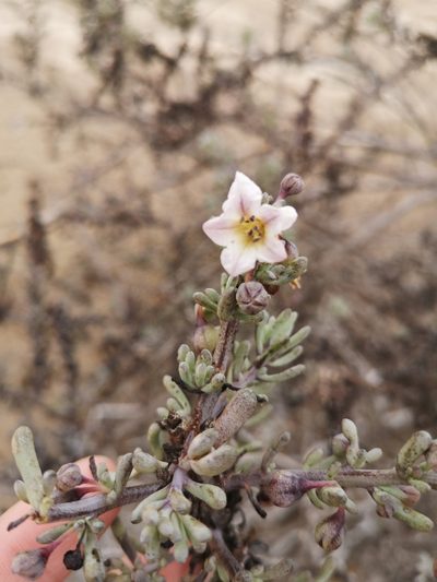 Nolana glauca, photographed by Aira Francisca Faúndez Fallau